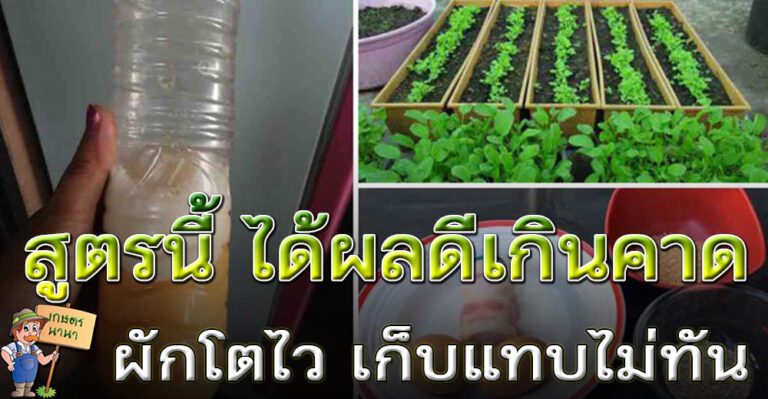 วิธีทำปุ๋ยฮอร์โมนไข่แบบเข้มข้น พืชผักโตไว เร่งผล เร่งโต