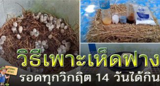 วิธีเพาะเห็ดฟางในวงบ่อปูน เพาะง่าย ได้ผลผลิตดี 14 วันได้กิน