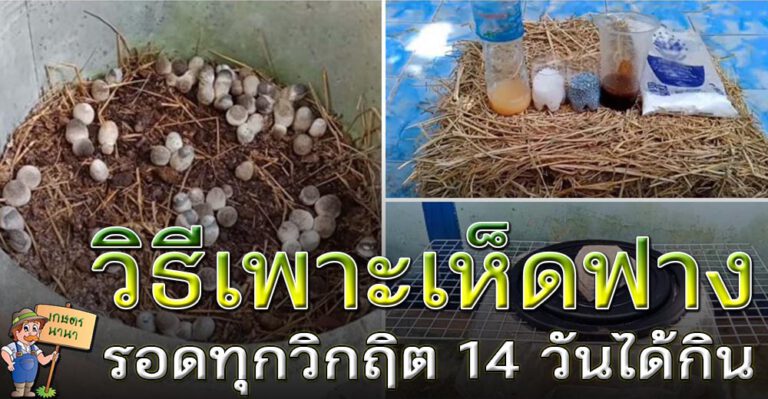 วิธีเพาะเห็ดฟางในวงบ่อปูน เพาะง่าย ได้ผลผลิตดี 14 วันได้กิน