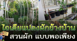 ไอเดีย “แปลงผักข้างบ้าน” เปลี่ยนข้างกำแพงบ้านให้เป็นสวนกินได้