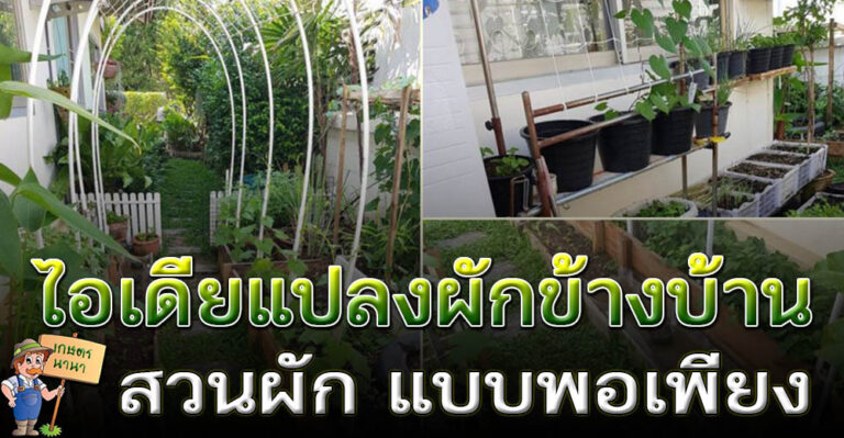 ไอเดีย “แปลงผักข้างบ้าน” เปลี่ยนข้างกำแพงบ้านให้เป็นสวนกินได้