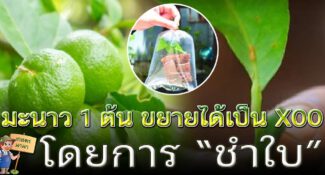 วิธีขยายพันธุ์ ‘มะนาว’ โดยการชำใบ 1 ต้นขยายพันธุ์ได้เป็นร้อย