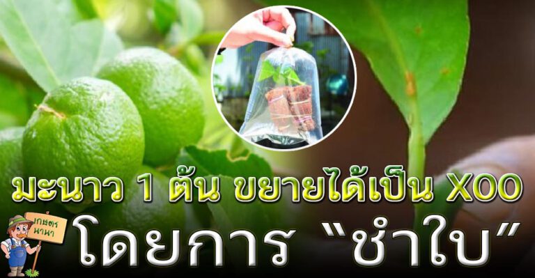 วิธีขยายพันธุ์ ‘มะนาว’ โดยการชำใบ 1 ต้นขยายพันธุ์ได้เป็นร้อย