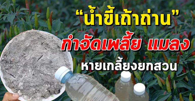 สูตรน้ำขี้เถ้าถ่าน กำจัดศัตรูพืช ทำเองง่ายๆ ปลอดภัยไร้สารเคมี