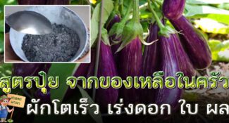 สูตรปุ๋ยแห้ง บำรุงพืชให้งาม เร่งดอก เร่งผล จากของเหลือในครัว