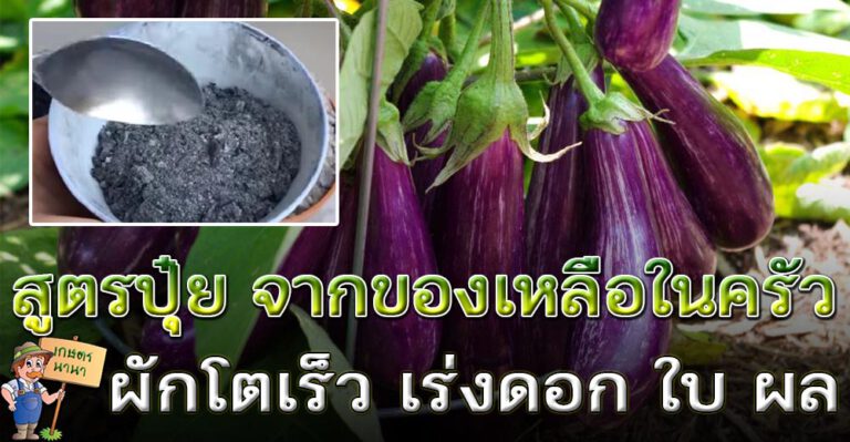 สูตรปุ๋ยแห้ง บำรุงพืชให้งาม เร่งดอก เร่งผล จากของเหลือในครัว