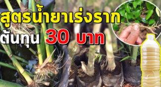 เซฟเก็บไว้ สูตรน้ำยาเร่งราก 30 บาท ทำง่าย รากงอกเร็ว เห็นผลไว