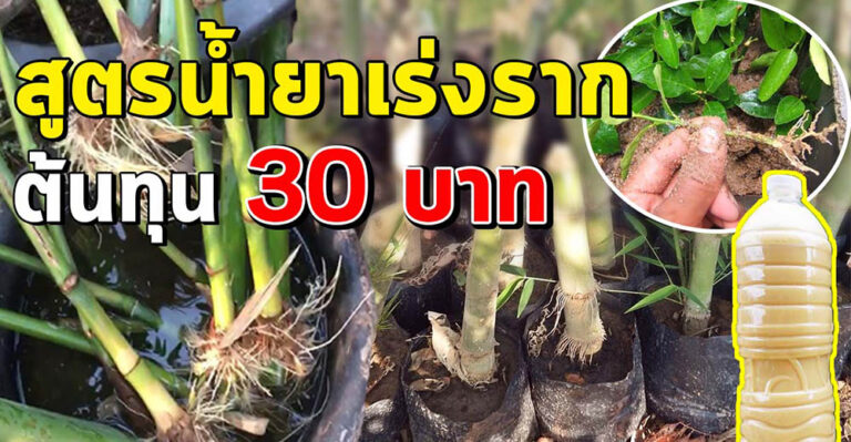 เซฟเก็บไว้ สูตรน้ำยาเร่งราก 30 บาท ทำง่าย รากงอกเร็ว เห็นผลไว