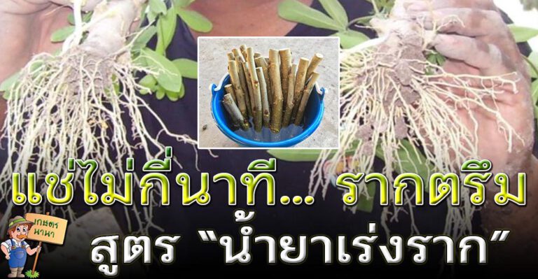 ใหม่ สูตรน้ำเร่งราก สูตรประหยัด รากตรึม