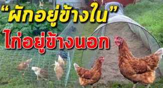 ไอเดียการเลี้ยงแบบใหม่ ผักอยู่ข้างใน ไก่อยู่ข้างนอกเสียหาย