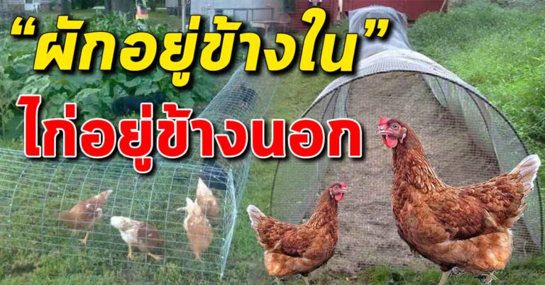 ไอเดียการเลี้ยงแบบใหม่ ผักอยู่ข้างใน ไก่อยู่ข้างนอกเสียหาย