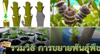 รวมไว้ที่นี่ การขยายพันธุ์พืช วิธีต่างๆ (Plant Propagation)