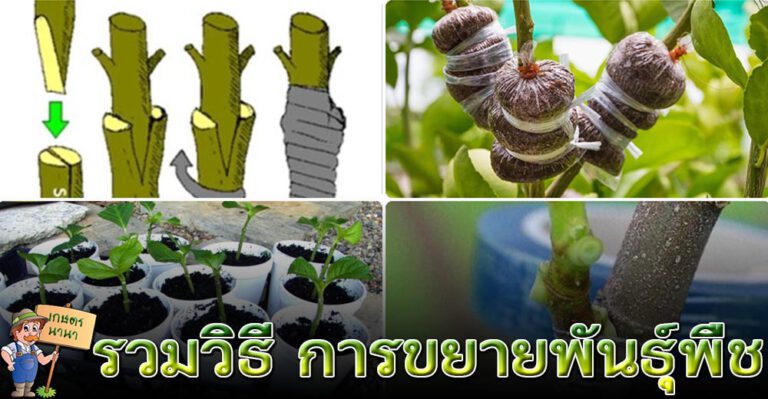 รวมไว้ที่นี่ การขยายพันธุ์พืช วิธีต่างๆ (Plant Propagation)