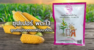 ‘พด.13’ สาร พด. น้องใหม่ จาก กรมพัฒนาที่ดิน ลดการใช้ปุ๋ย 25-50% เพิ่มผลผลิต 10-20% (มีคลิป)