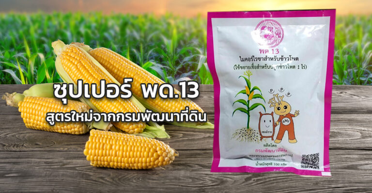 ‘พด.13’ สาร พด. น้องใหม่ จาก กรมพัฒนาที่ดิน ลดการใช้ปุ๋ย 25-50% เพิ่มผลผลิต 10-20% (มีคลิป)