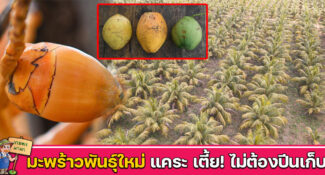 มะพร้าวพันธุ์ใหม่ ต้นแคระ เตี้ย! ไม่ต้องปีนเก็บ