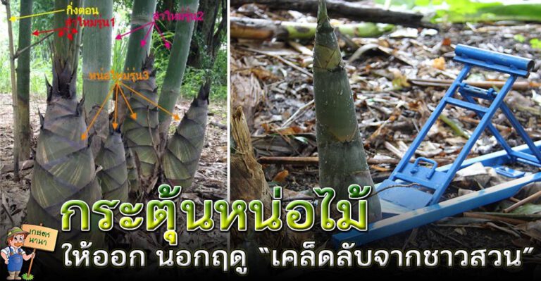 ‘สูตรจากชาวสวน’ เทคนิคการกระตุ้นหน่อไม้ ให้ออกนอกฤดู