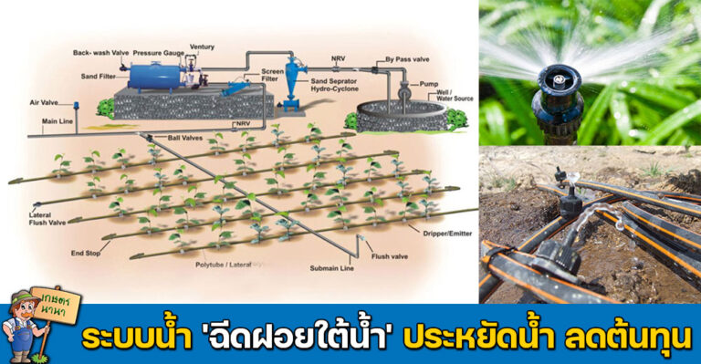 เทคนิคการทำระบบน้ำ ‘ฉีดฝอยใต้น้ำ’ ประหยัดน้ำ ลดต้นทุนการทำเกษตร