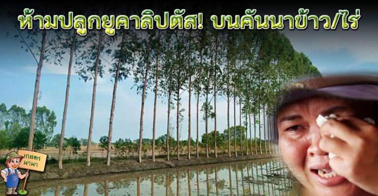 เผยเหตุผล ทำไมห้ามปลูกยูคาลิปตัส! บนคันนาข้าว และแปลงเกษตร