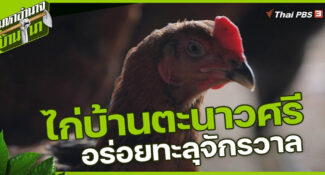 (มีคลิป) ไก่บ้านตะนาวศรี อร่อย ทะลุจักรวาล มหาอำนาจบ้านนา