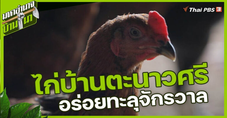 (มีคลิป) ไก่บ้านตะนาวศรี อร่อย ทะลุจักรวาล มหาอำนาจบ้านนา