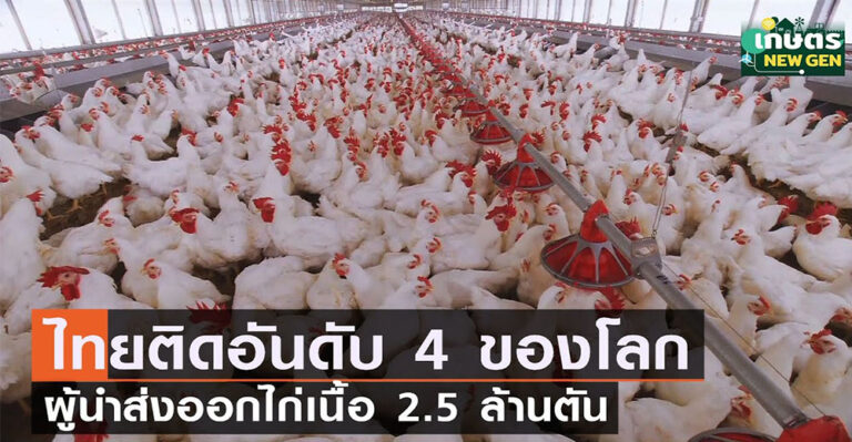 ไทย ติดอันดับ 4 ของโลก ผู้นำส่งออกไก่เนื้อ 2.5 ล้านตัน (คลิป)
