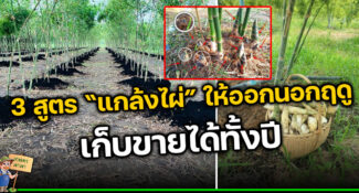 3 สูตร “แกล้งไผ่” ให้ออกนอกฤดู เทคนิคง่ายๆ เก็บกิน เก็บขายได้ตลอดทั้งปี