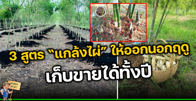 3 สูตร “แกล้งไผ่” ให้ออกนอกฤดู เทคนิคง่ายๆ เก็บกิน เก็บขายได้ตลอดทั้งปี