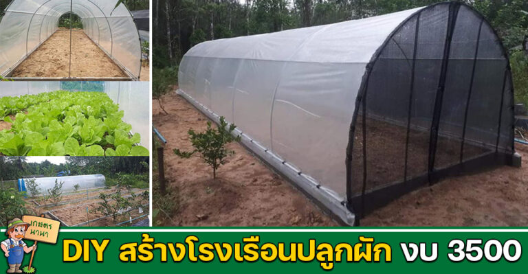 DIY สร้างโรงเรือนปลูกผัก แบบง่ายๆ ด้วยงบ 3,500