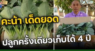 ‘คะน้า เด็ดยอด’ ปลูกครั้งเดียวเก็บได้ 4 ปี