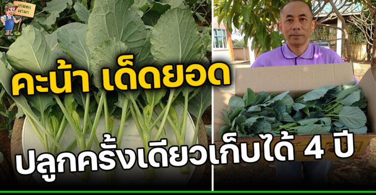 ‘คะน้า เด็ดยอด’ ปลูกครั้งเดียวเก็บได้ 4 ปี