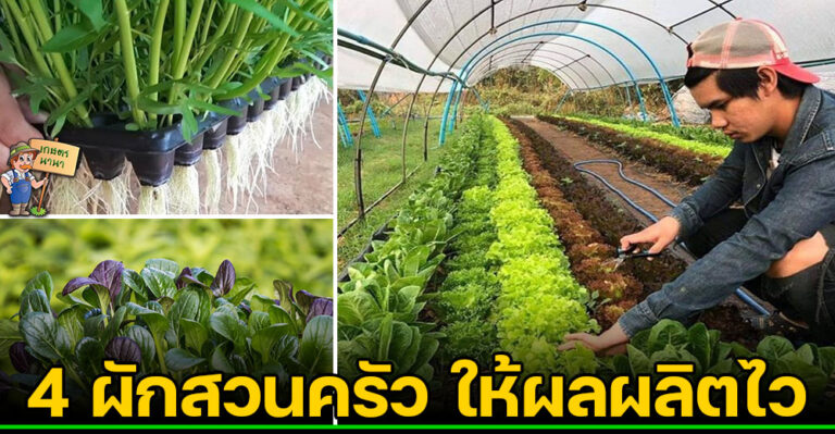 ผักสวนครัว 4 ชนิด ให้ผลผลิตไว ปลูกไม่กี่วันเก็บกินได้เลย