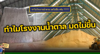 สงสัยไหมทำไม โรงงานน้ำตาล มดไม่ขึ้น เพราะเหตุใด ?