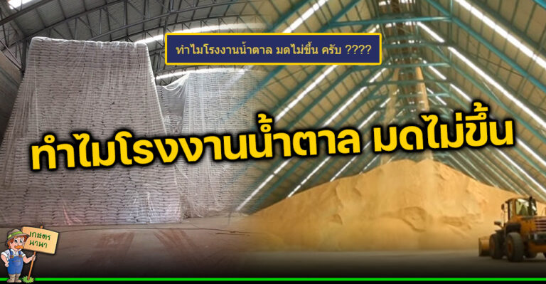 สงสัยไหม ทำไมโรงงานน้ำตาล มดไม่ขึ้น เพราะเหตุใด