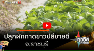 คลิป – ปลูกผักกาดขาวปลีขายดี จ.ราชบุรี​ : อาชีพทั่วไทย