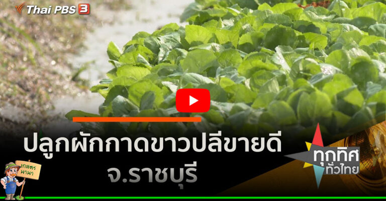 คลิป – ปลูกผักกาดขาวปลีขายดี จ.ราชบุรี​ : อาชีพทั่วไทย