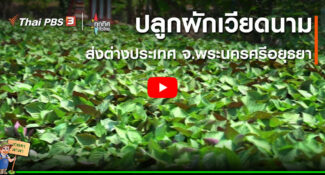 คลิป – ปลูกผักเวียดนามส่งต่างประเทศ จ.พระนครศรีอยุธยา : อาชีพทั่วไทย