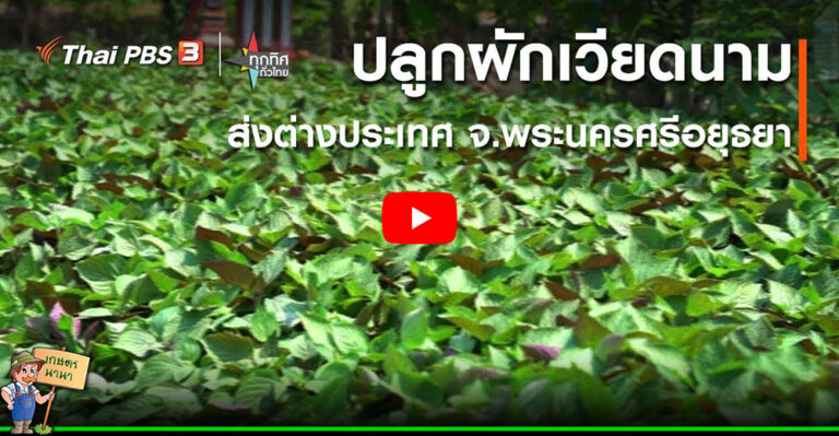 คลิป – ปลูกผักเวียดนามส่งต่างประเทศ จ.พระนครศรีอยุธยา : อาชีพทั่วไทย