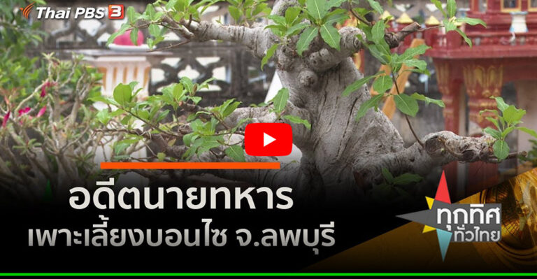 คลิป – อดีตนายทหารเพาะเลี้ยงบอนไซ จ.ลพบุรี : อาชีพทั่วไทย