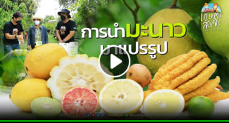 คลิป การแปรรูปมะนาว สร้างมูลค่า ต่อยอดผลผลิต สวนมะนาวภูทวี – เกษตรสัญจร