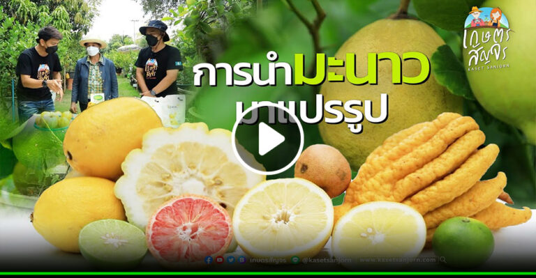 คลิป การแปรรูปมะนาว สร้างมูลค่า ต่อยอดผลผลิต สวนมะนาวภูทวี – เกษตรสัญจร