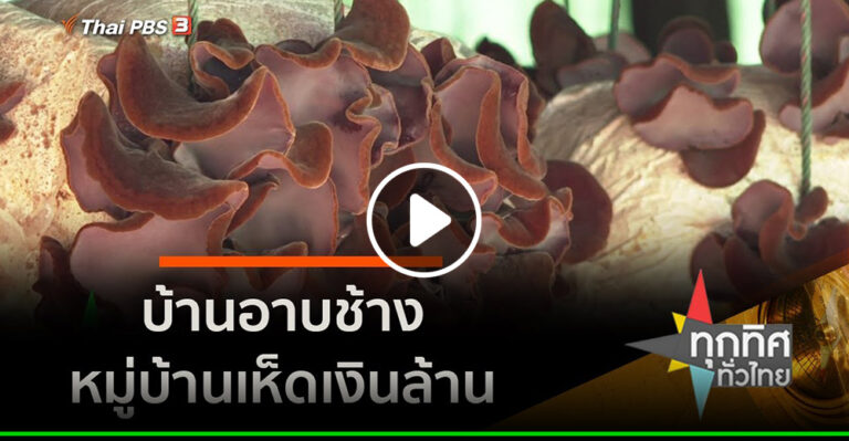 คลิป – บ้านอาบช้าง หมู่บ้านเห็ดเงินล้าน จ.หนองบัวลำภู : อาชีพทั่วไทย