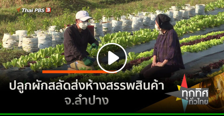 คลิป ปลูกผักสลัดส่งห้างสรรพสินค้า จ.ลำปาง อาชีพทั่วไทย