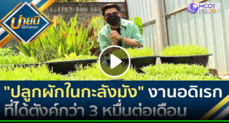 คลิป – “ปลูกผักในกะลังมัง” งานอดิเรกที่ได้ตังค์กว่า 30,000 บาทต่อเดือน