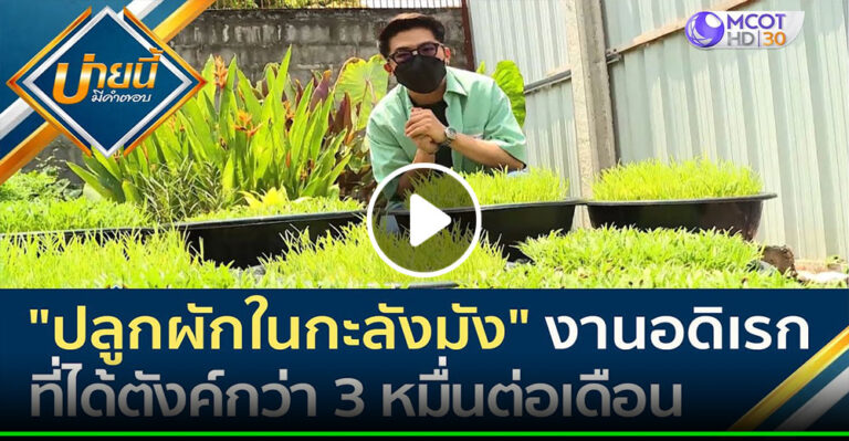 คลิป – “ปลูกผักในกะลังมัง” งานอดิเรกที่ได้ตังค์กว่า 30,000 บาทต่อเดือน