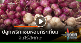 คลิป ปลูกพริกแซมหอมกระเทียม จ.ศรีสะเกษ อาชีพทั่วไทย