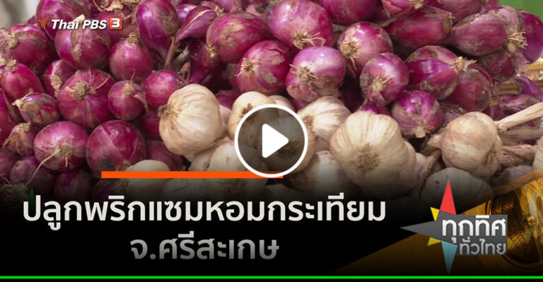 คลิป ปลูกพริกแซมหอมกระเทียม จ.ศรีสะเกษ อาชีพทั่วไทย