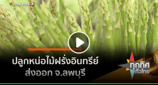 คลิป ปลูกหน่อไม้ฝรั่งอินทรีย์ส่งออก จ.ลพบุรี อาชีพทั่วไทย