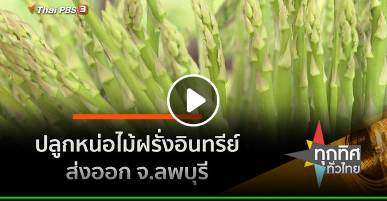 คลิป ปลูกหน่อไม้ฝรั่งอินทรีย์ส่งออก จ.ลพบุรี อาชีพทั่วไทย