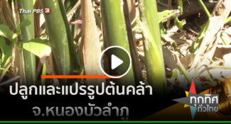 คลิป – ปลูกและแปรรูปต้นคล้า จ.หนองบัวลำภู  อาชีพทั่วไทย